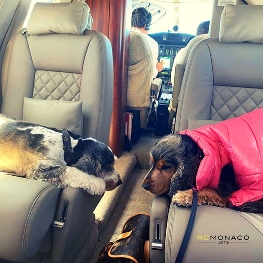 Travel with your pet!